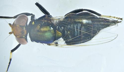 Réf. 328 231 : Physiphora alceae